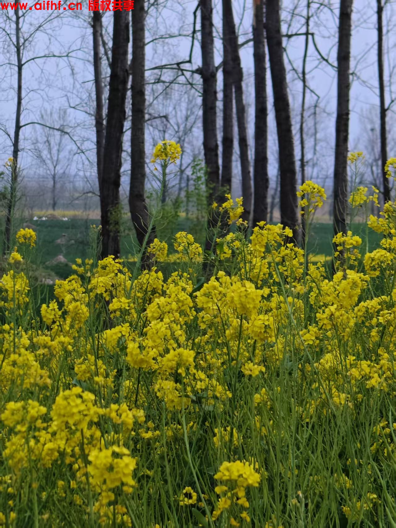 也想给你爱:期待春暖花开